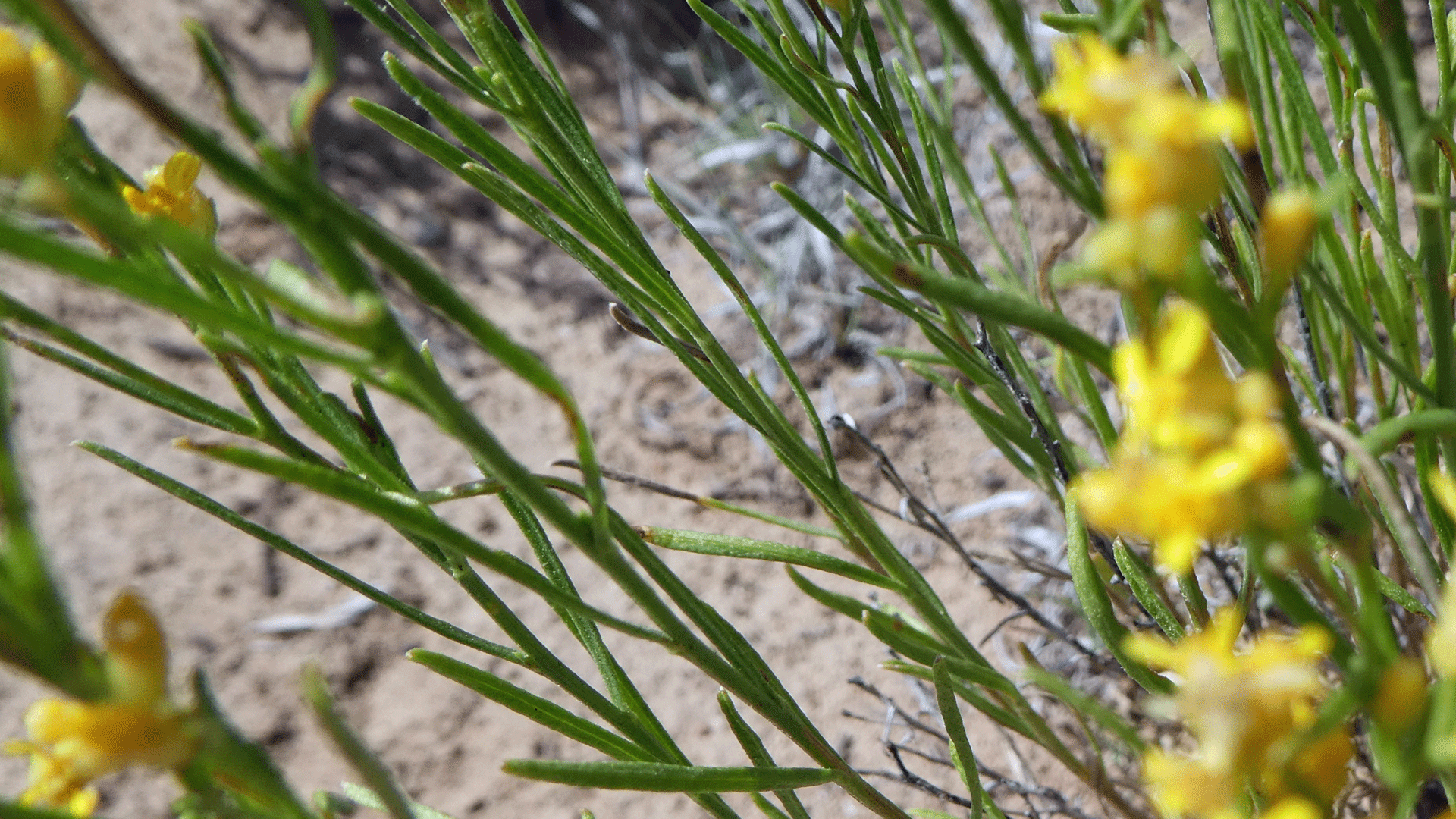 Mesa Portales, July 2019