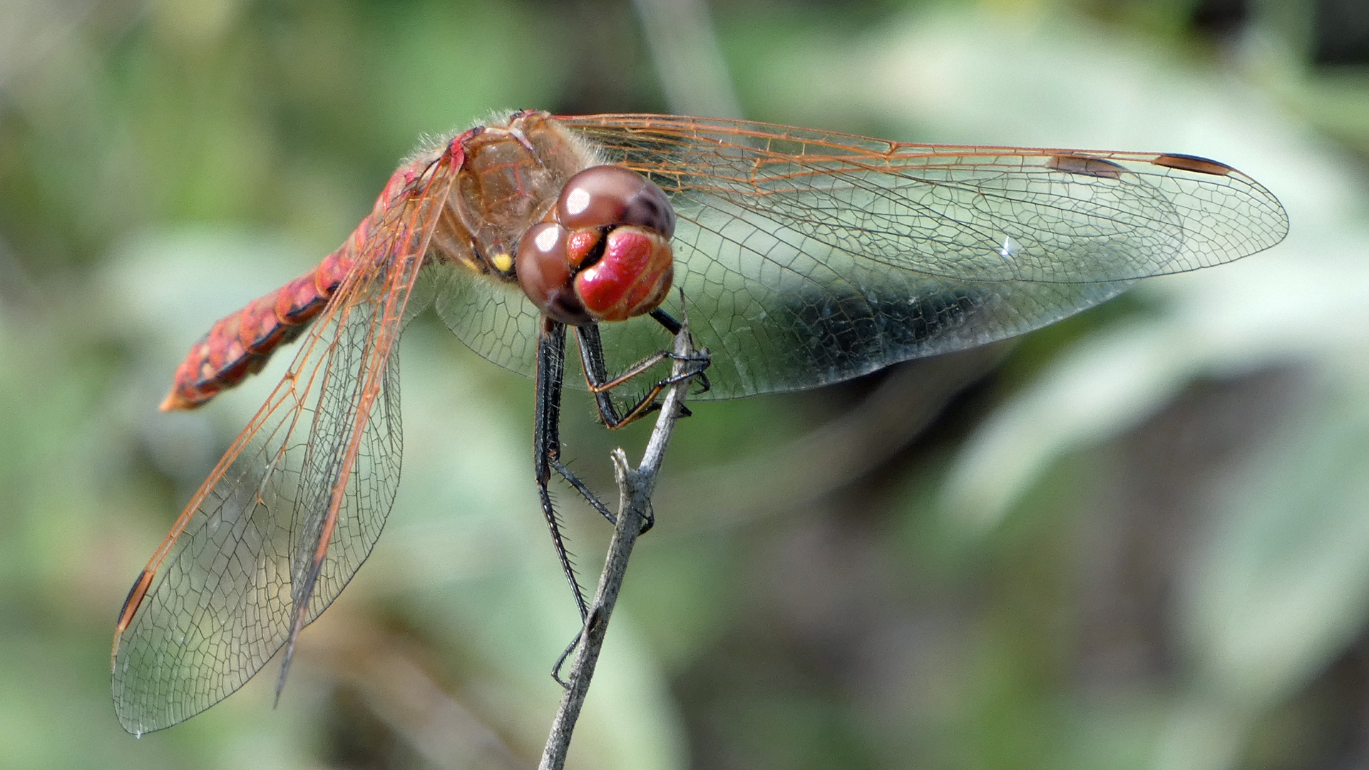 Male, Rio Grande Bosque, Albuquerque, August 2022