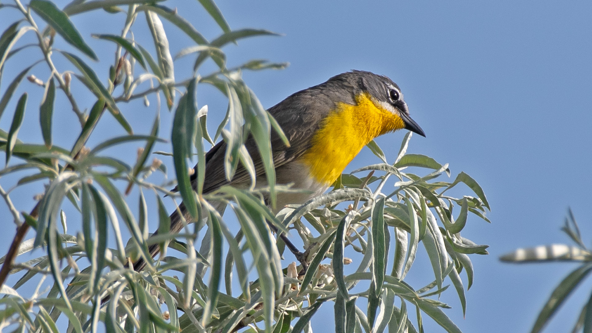 Rio Grande Bosque, Bernalillo, May 2025