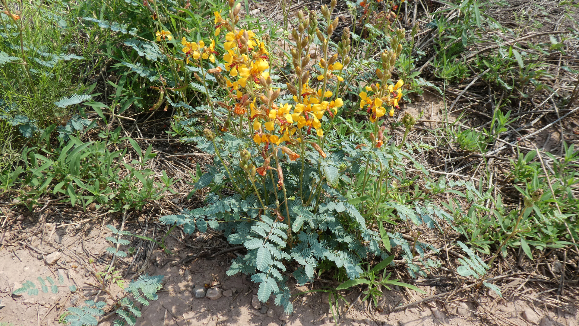 Rio Puerco Valley, Valencia County, July 2021