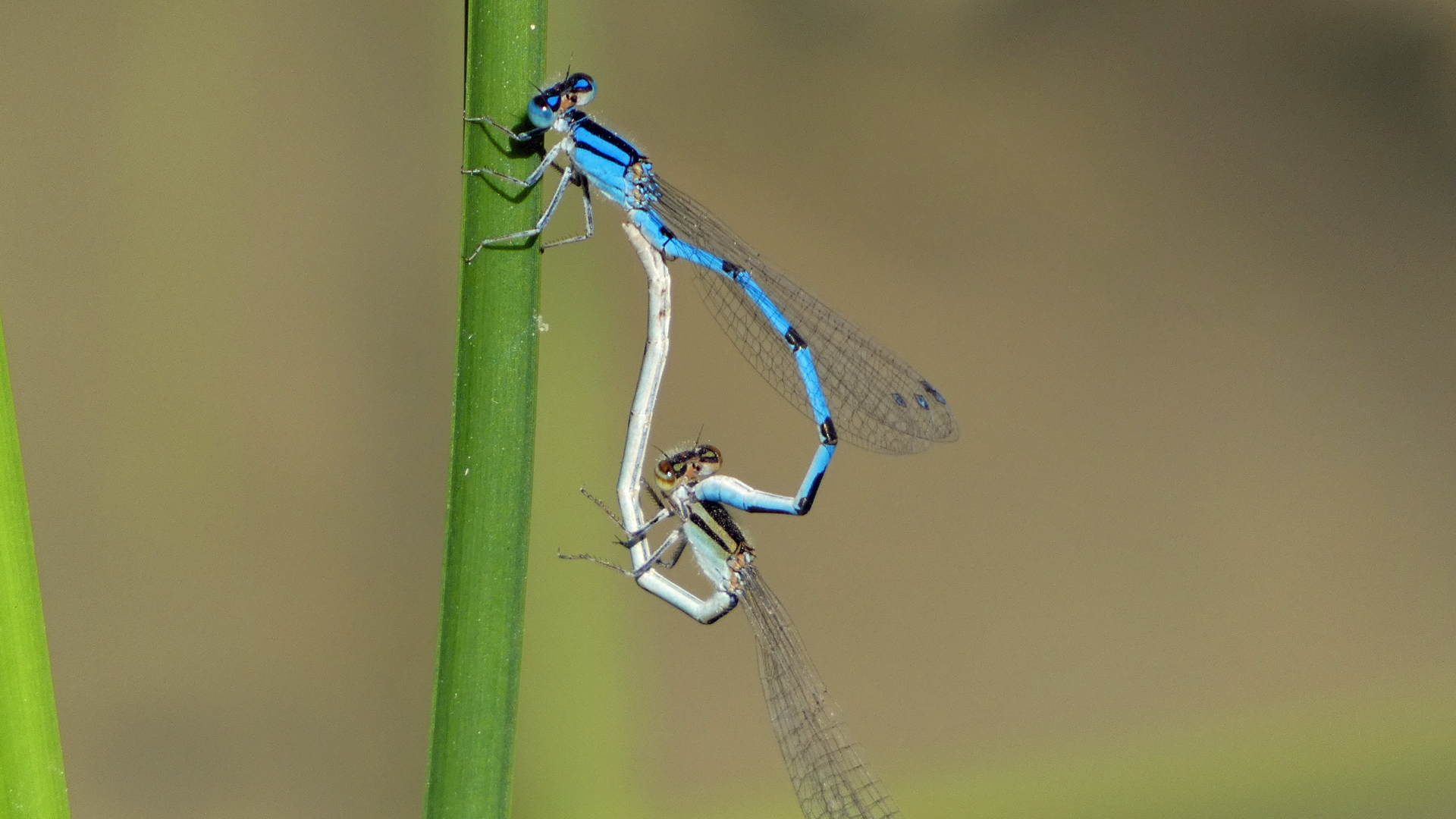 Pair in wheel, Rio Grande Bosque, Albuquerque, September 2022