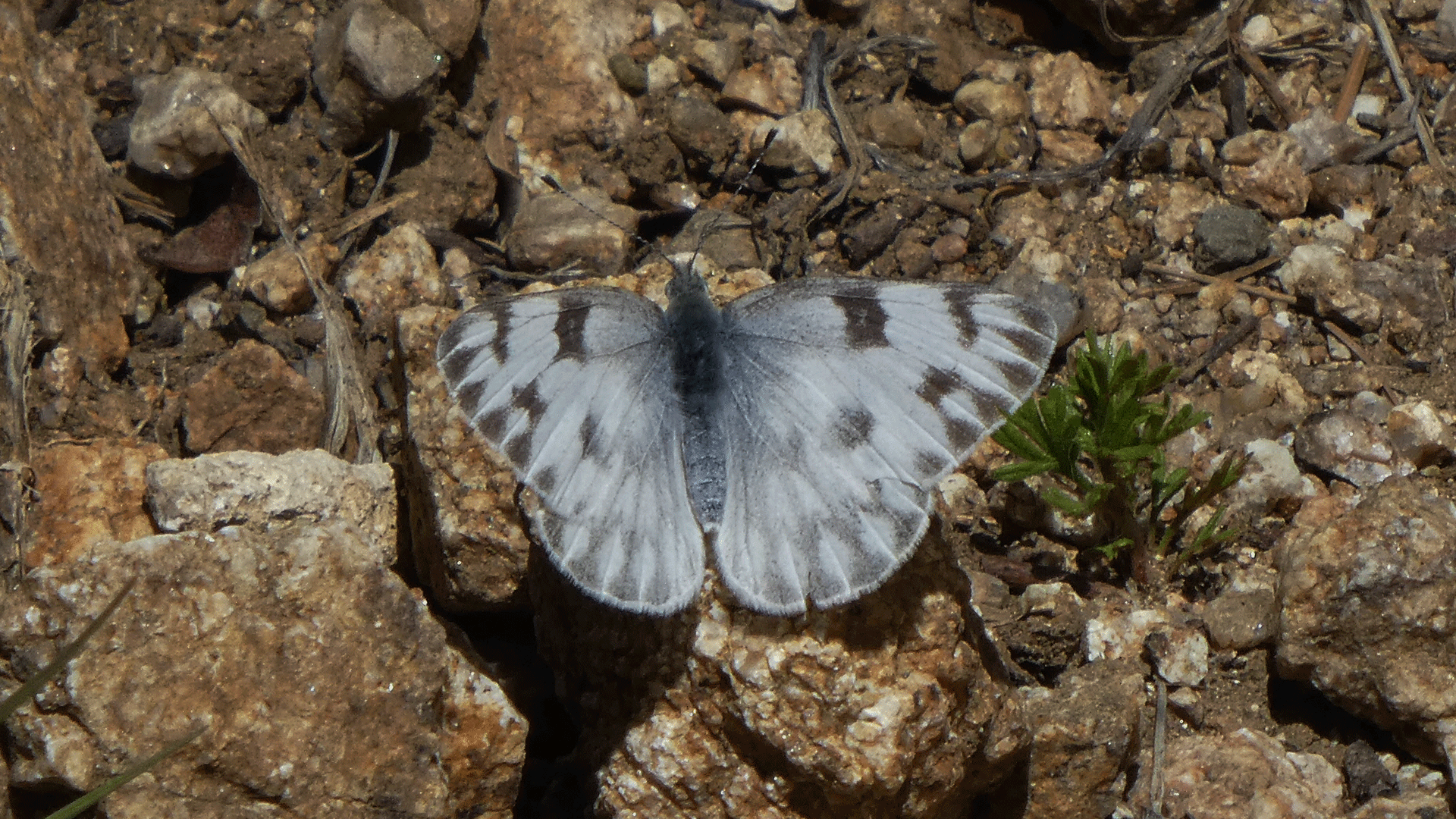 Female, Sandia Mountain west foothills, May 2019