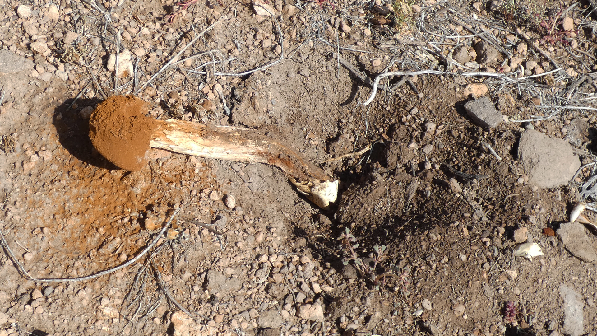 Jemez Mountains, September 2021