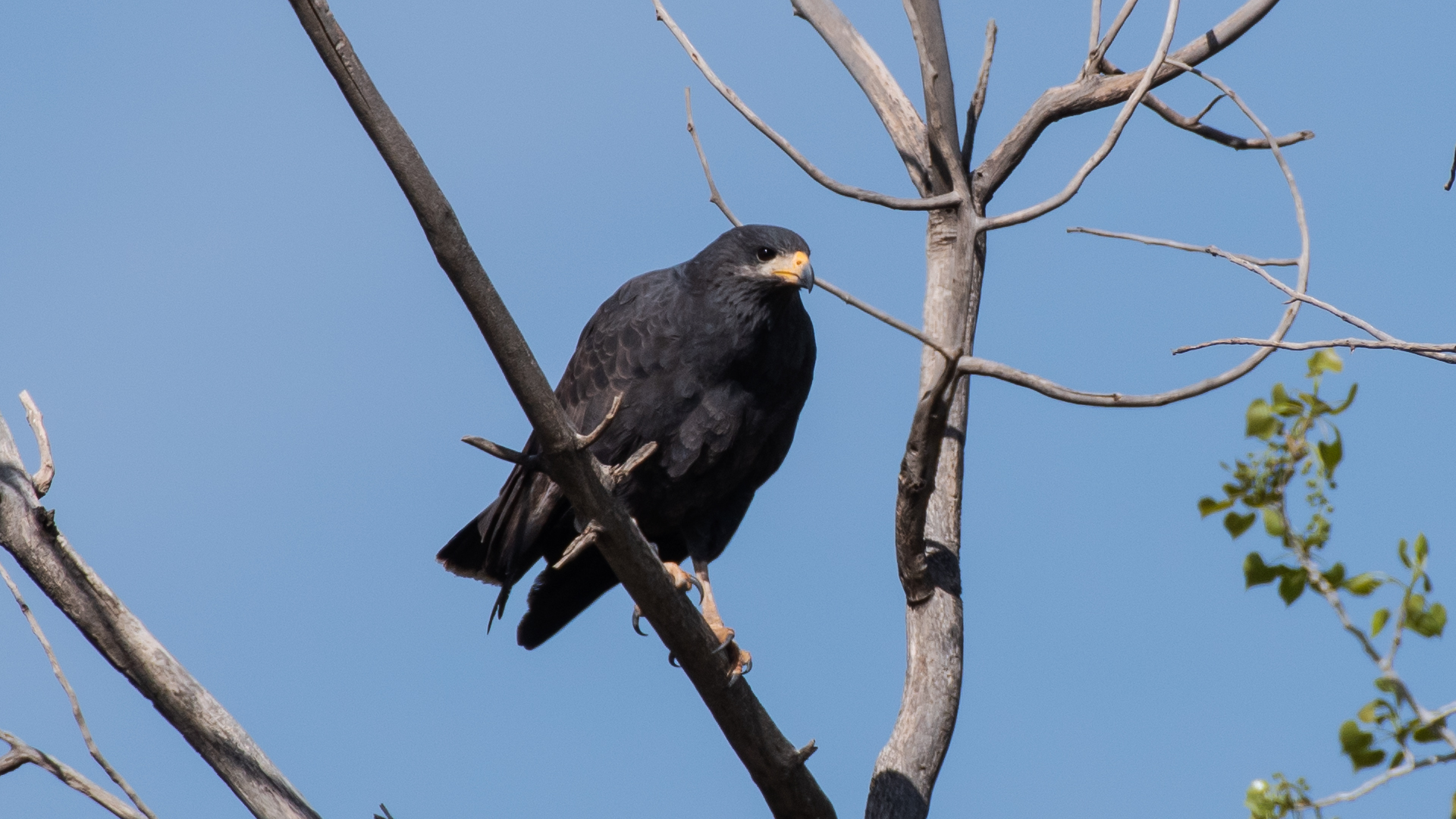 Rio Grande Bosque, Albuquerque, April 2023
