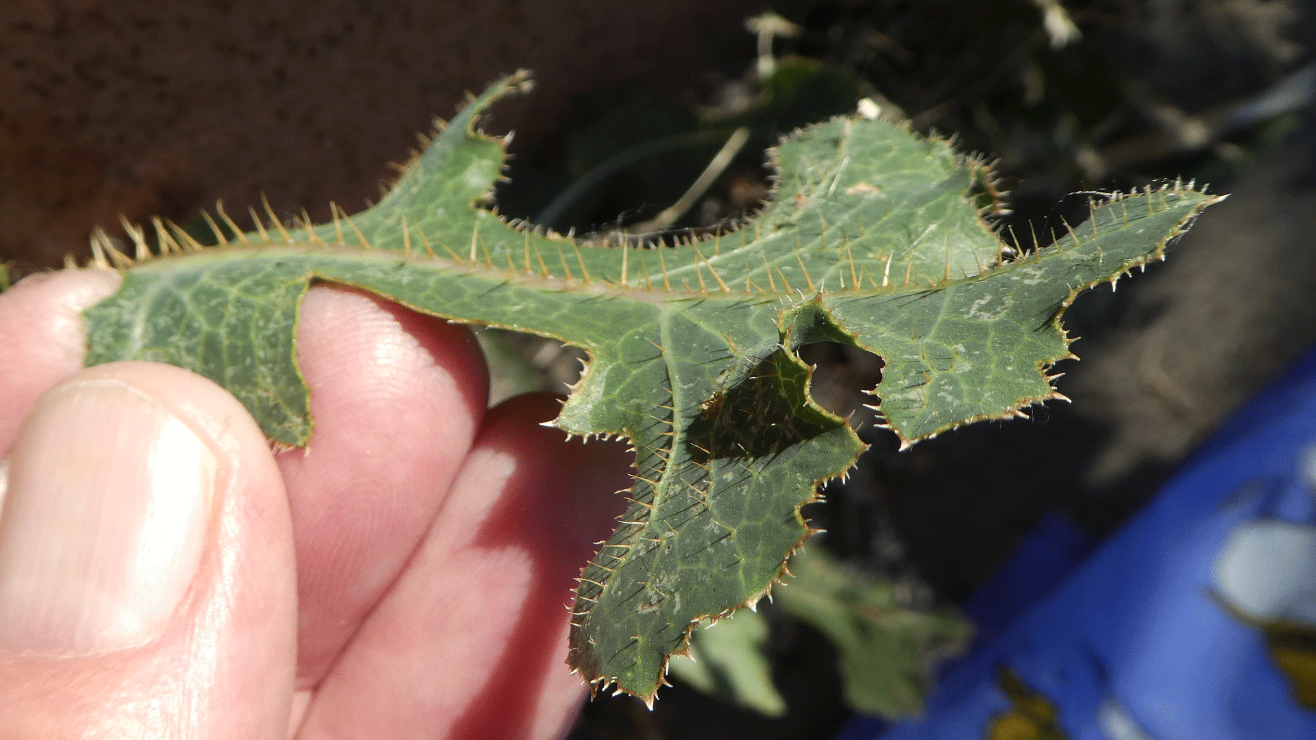 Spiny central veins on underside of leaf, Albuquerque, June 2020