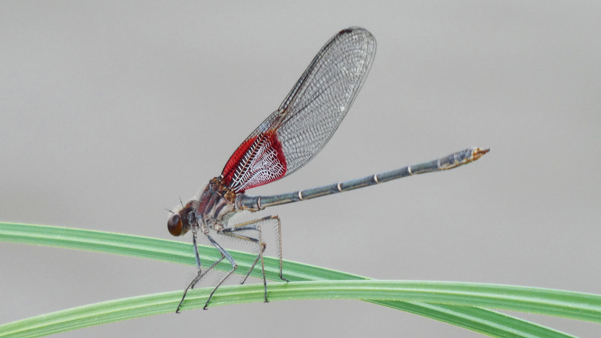 Male, Rio Grande Bosque, Albuquerque, July 2020