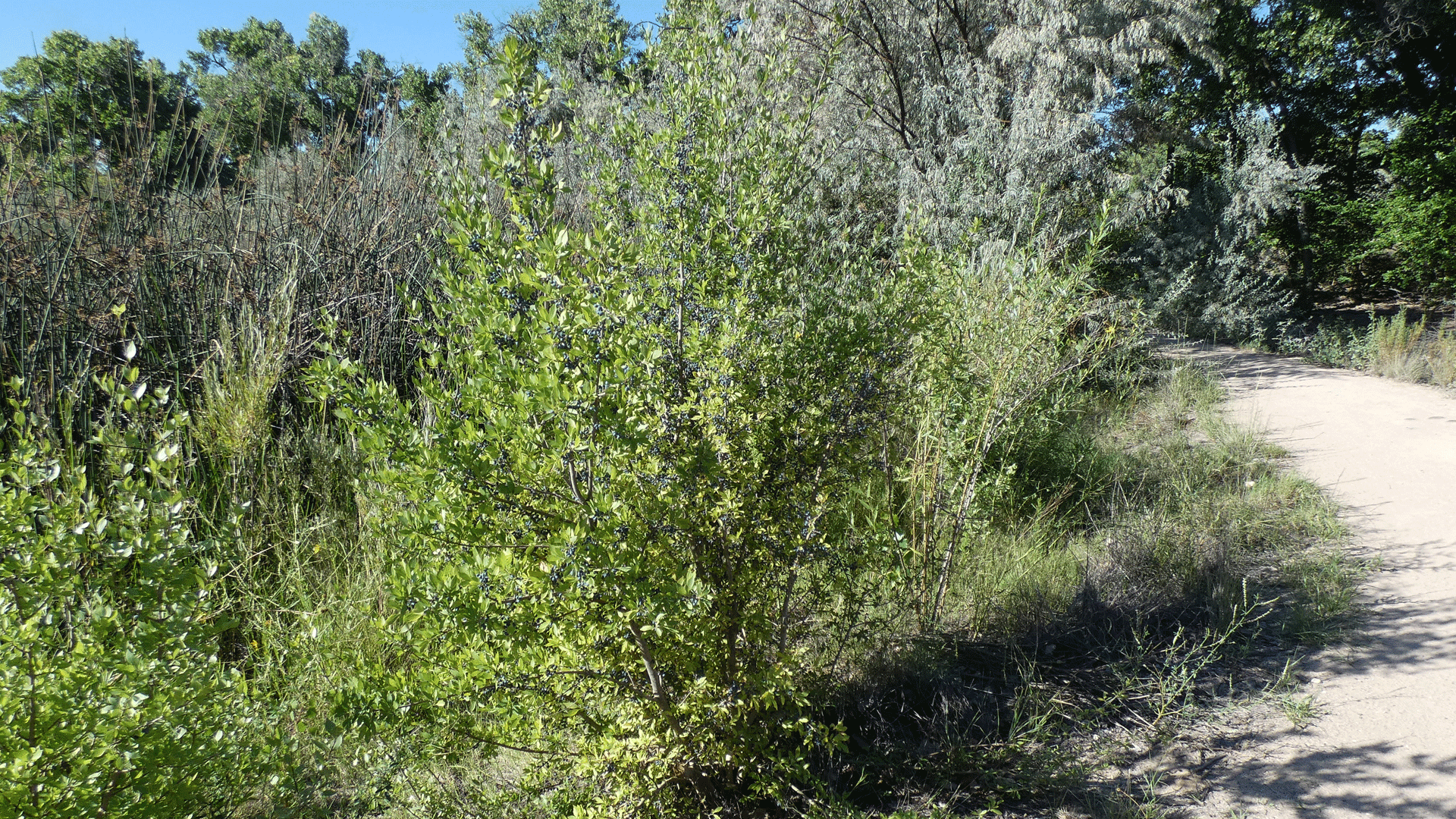 Rio Grande Bosque, Albuquerque, August 2020