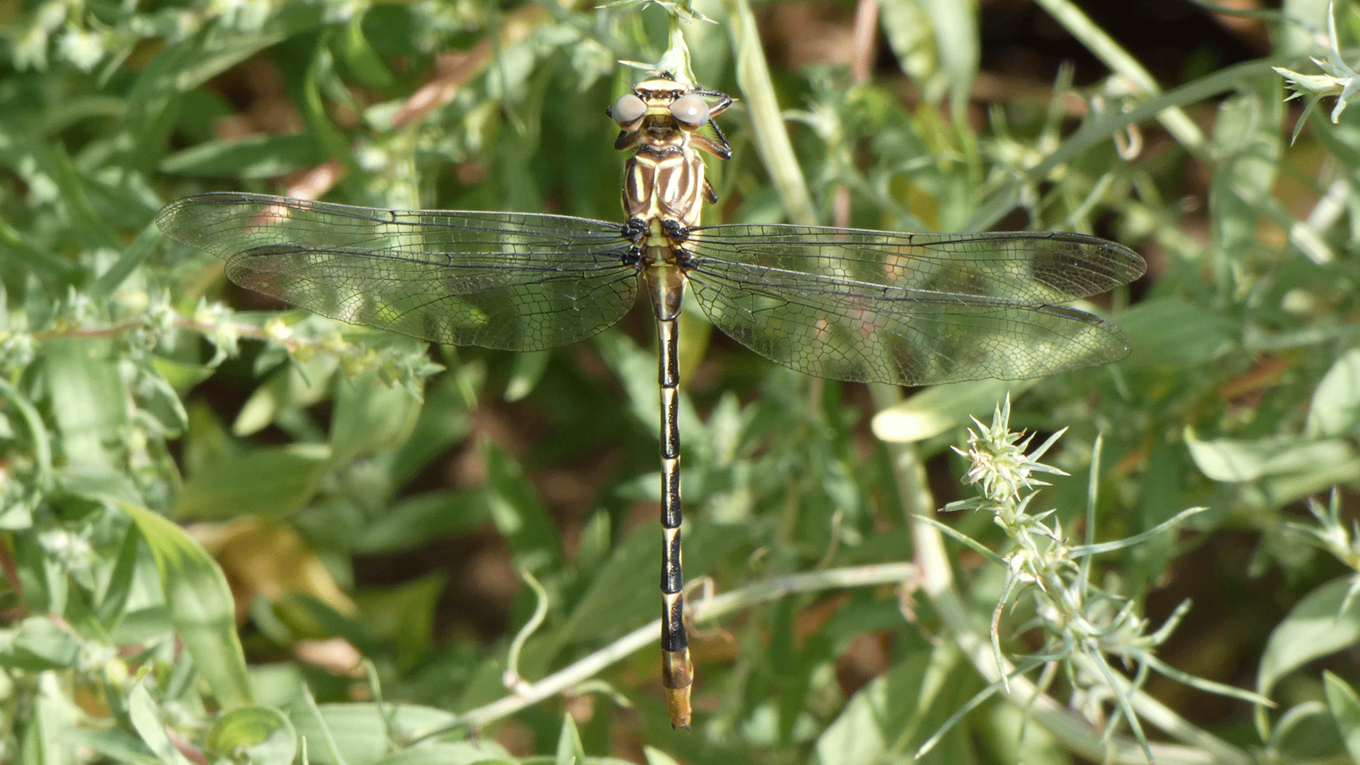 Immature female, Rio Grande Bosque, Albuquerque, September 2020