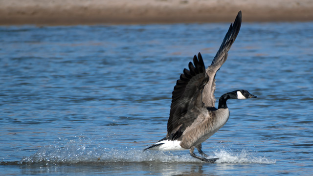 Canada goose water landing, New Mexico