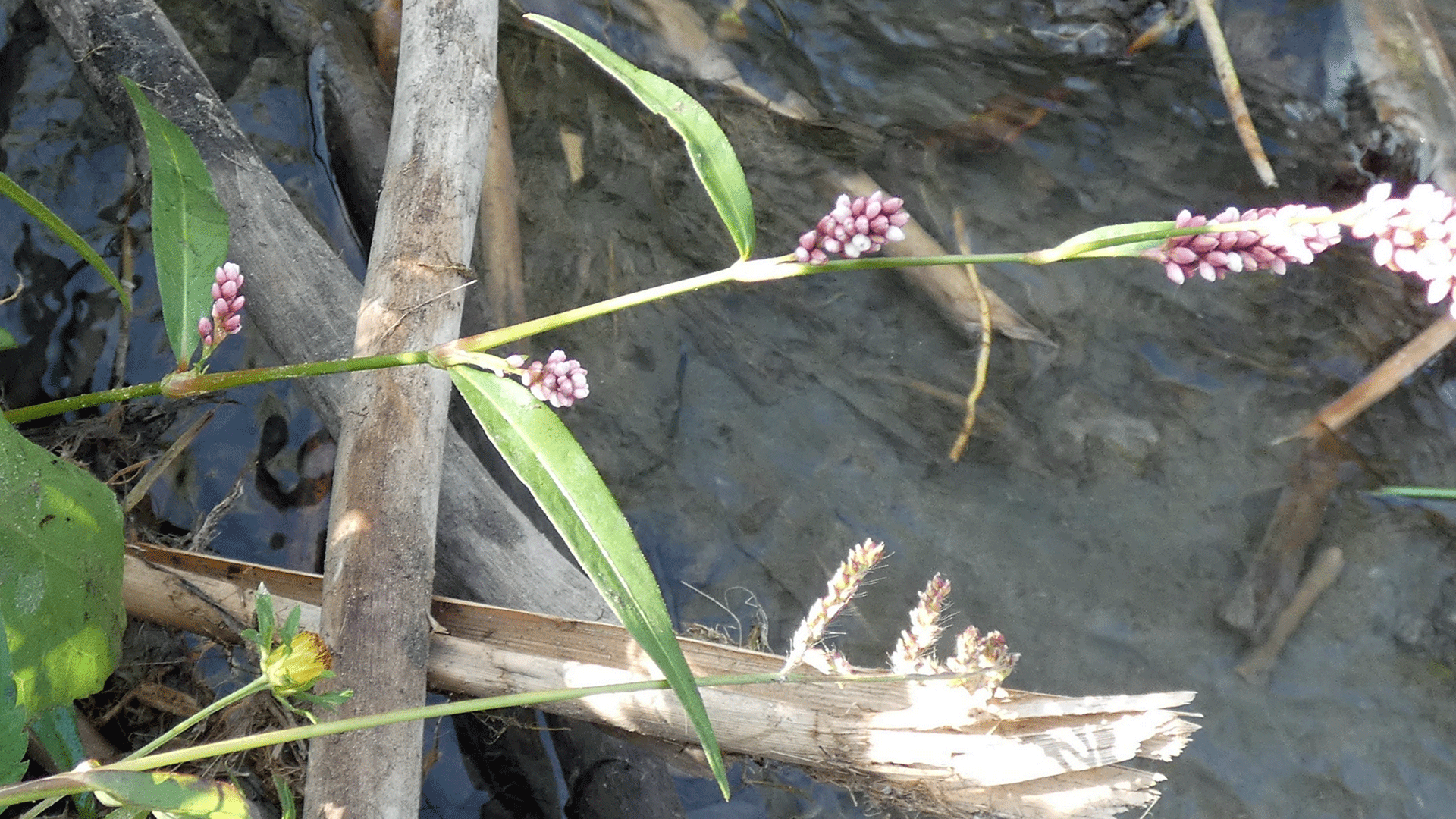 Rio Grande Bosque, Albuquerque, September 2020