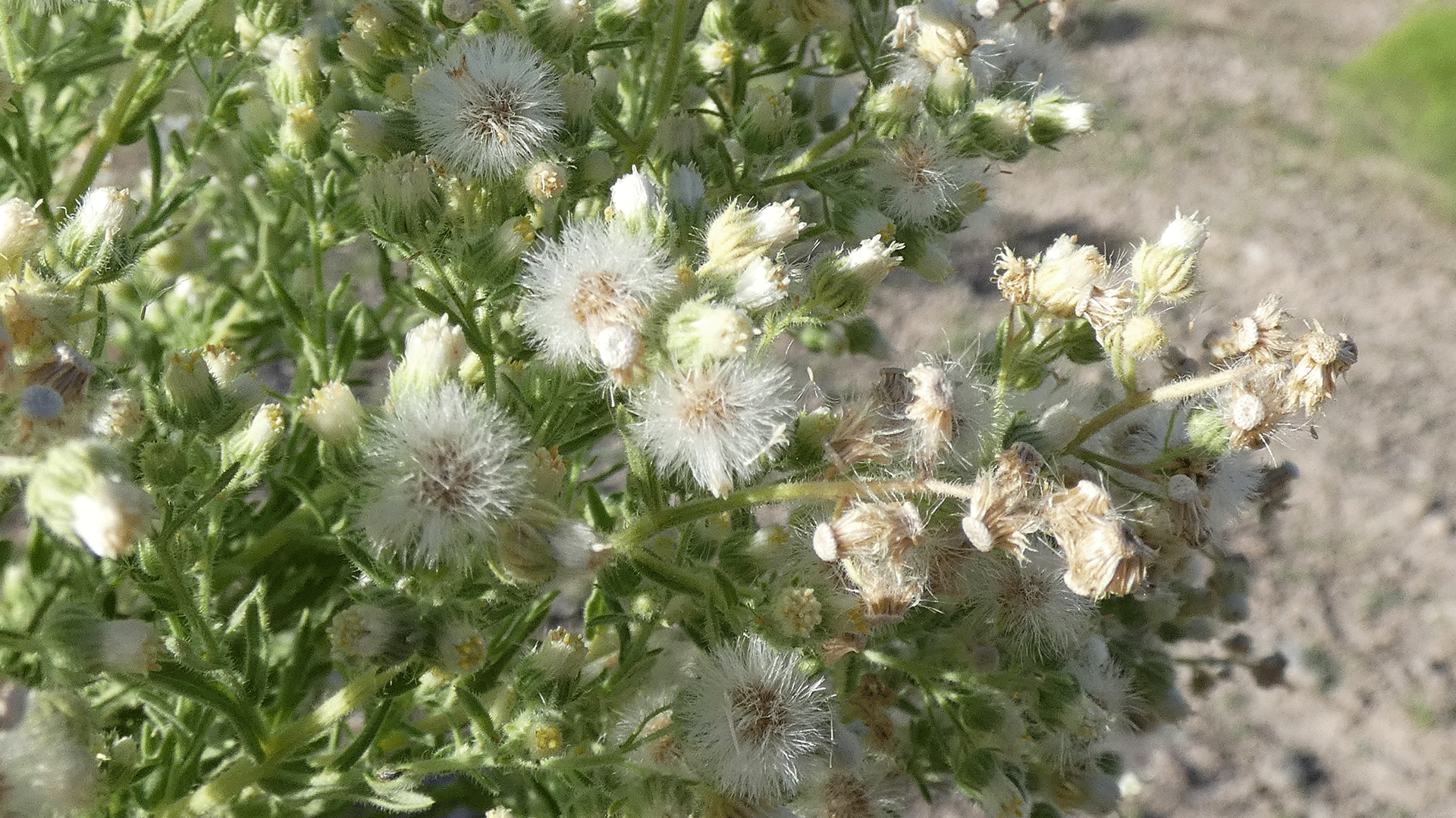 Flowers and seed heads, Albuquerque, August 2020