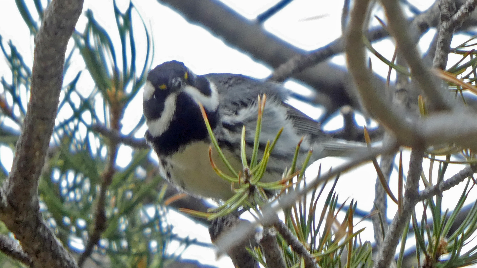 Male, Sandia Mountains, May 2020