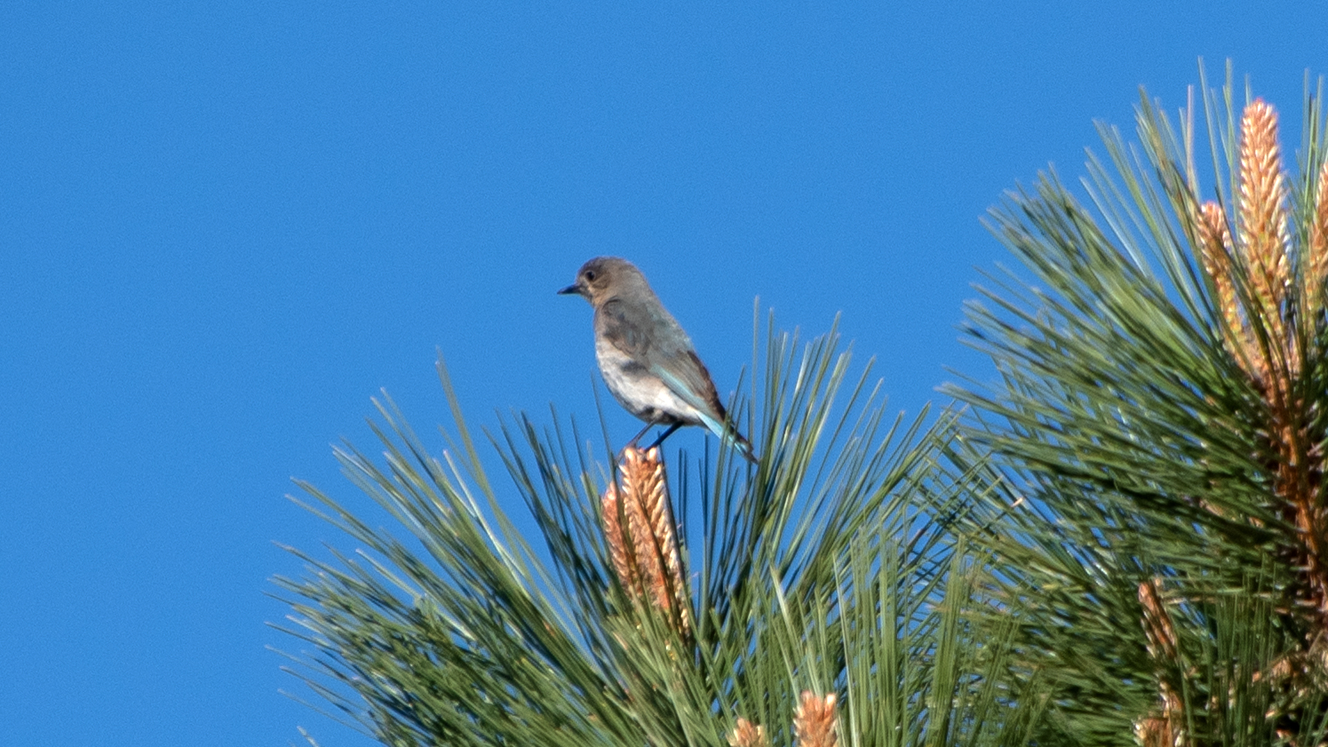 Female/immature, Zuni Mountains, June 2023