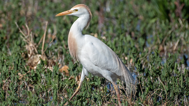 Western cattle egret, Los Poblanos Open Space, May 2024