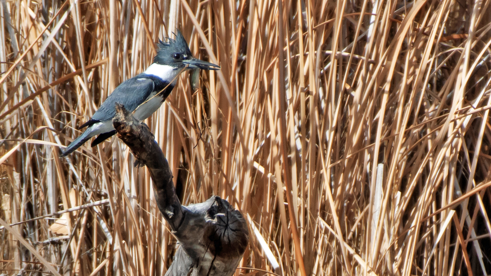 Male, Rio Grande Bosque, Albuquerque, February 2024