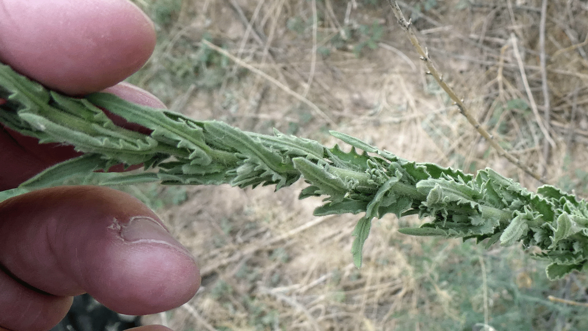 Leaves clasping stem, Albuquerque, July 2020