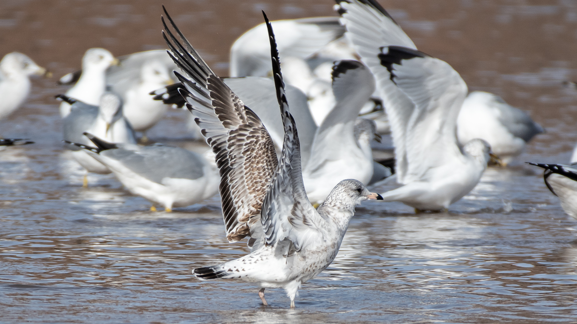 Immature, Rio Grande, Albuquerque, December 2025