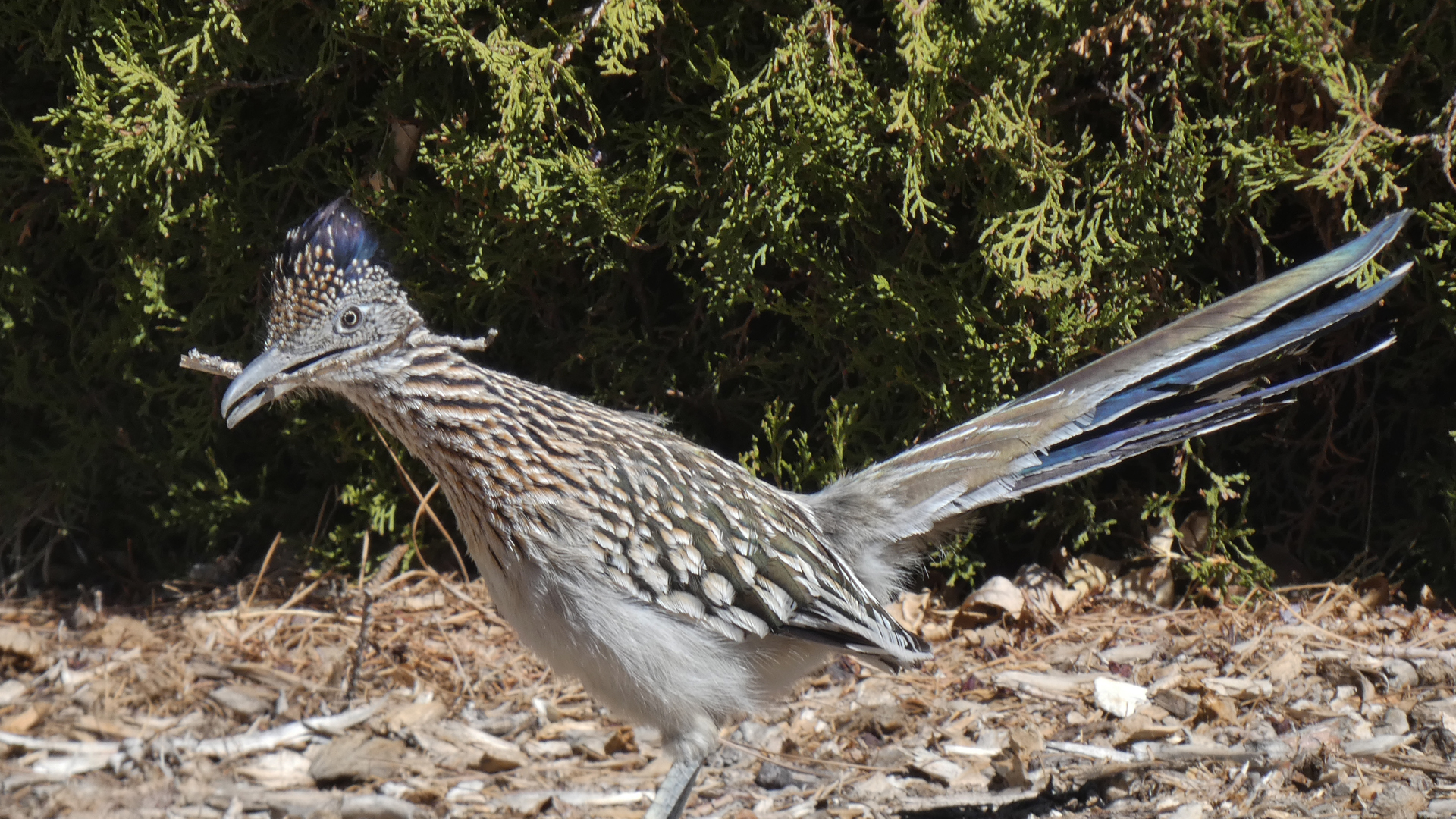 Gathering stick for nest, Albuquerque, March 2021