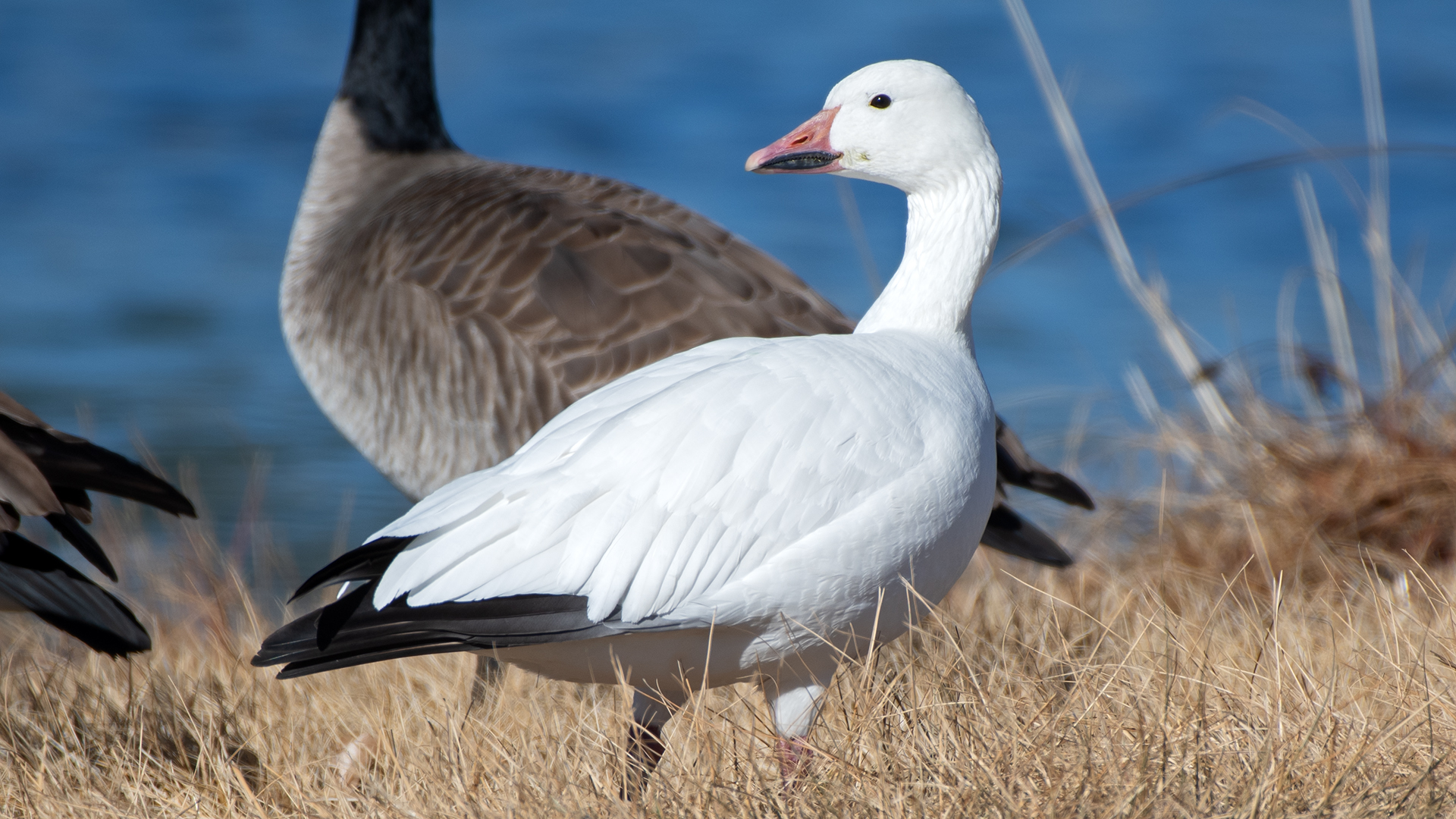 Adult white morph, Isleta Lakes, December 2025