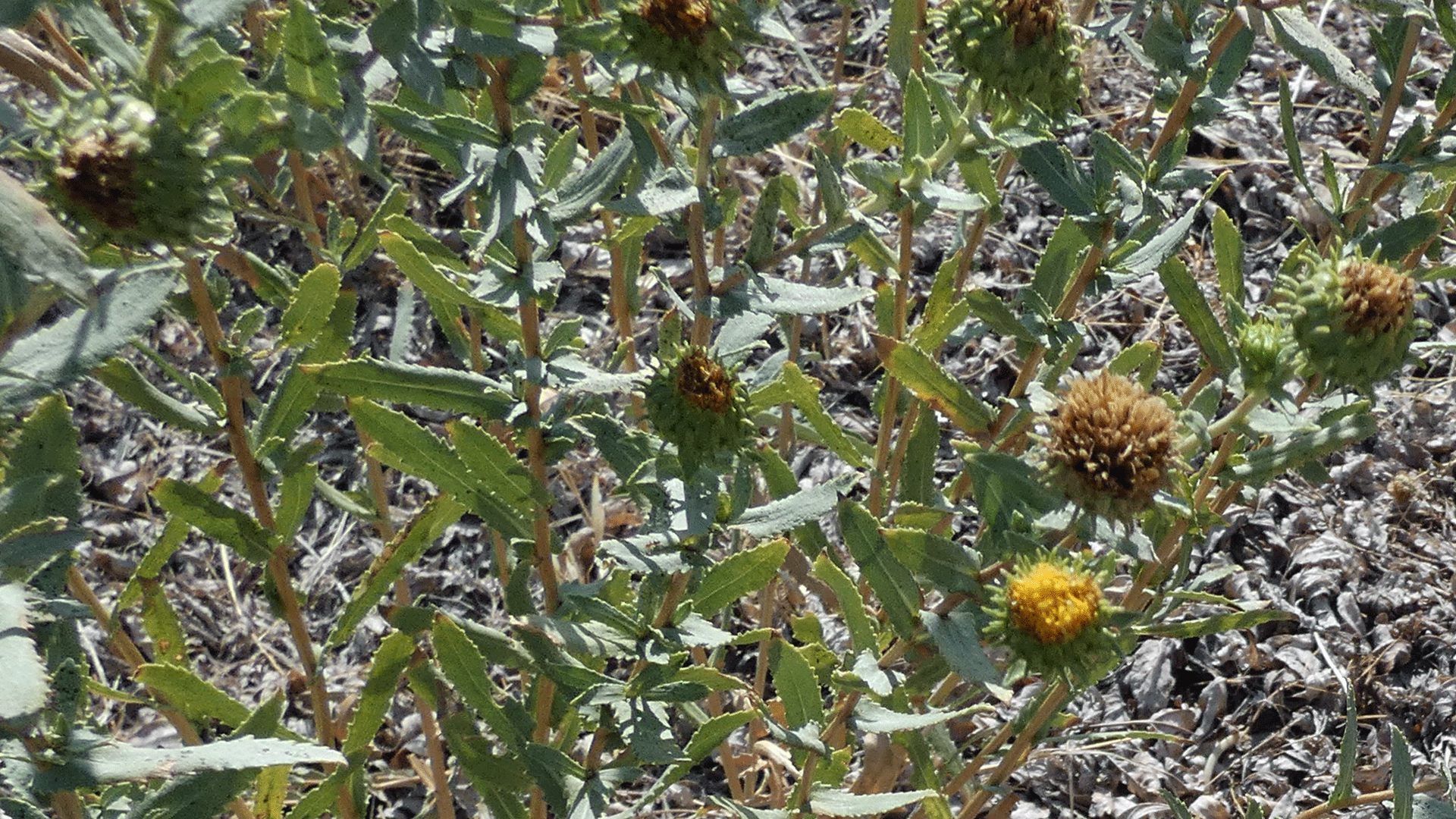 Albuquerque, September 2020