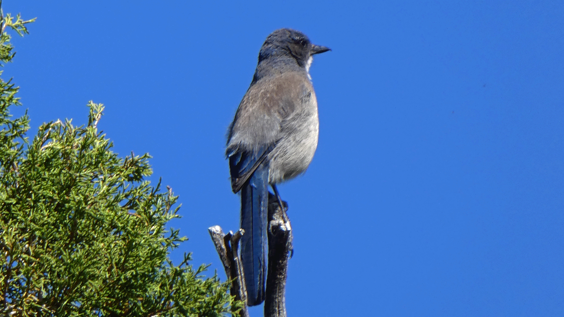 Juvenile, Sandia Mountains, May 2019