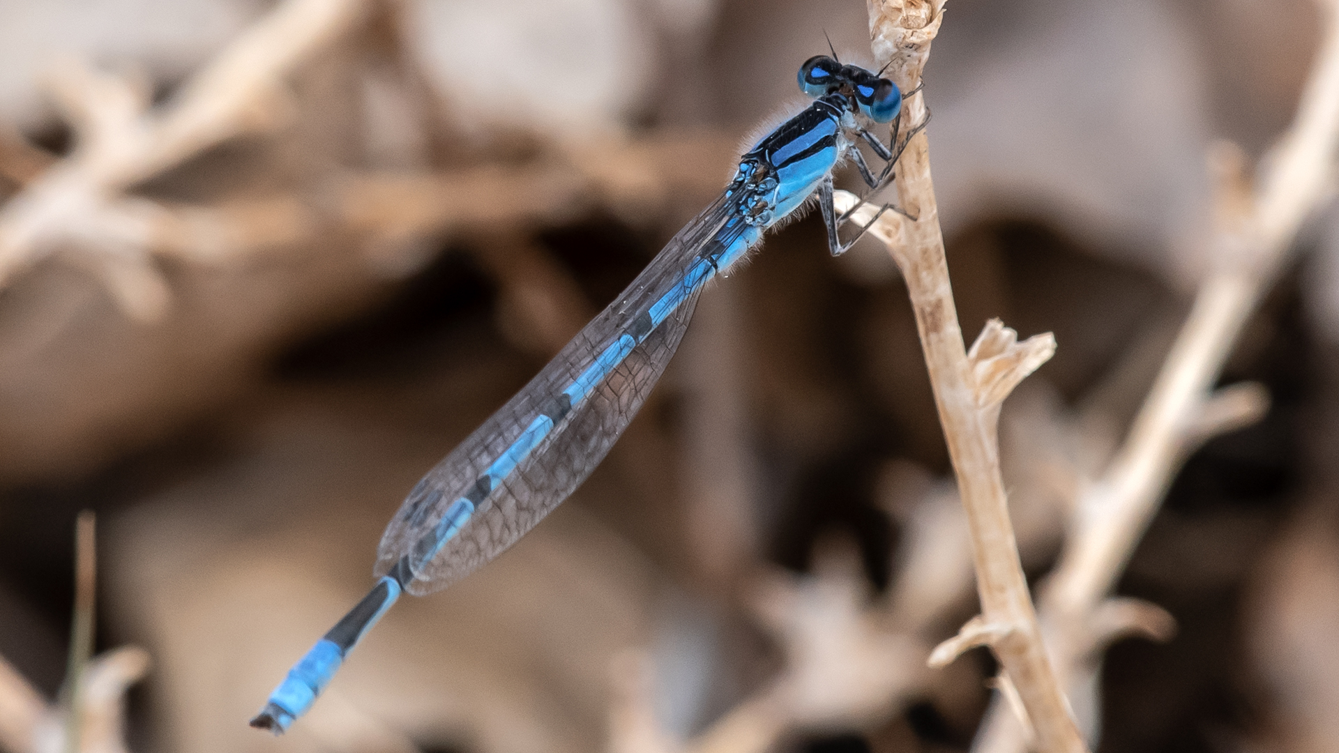 Male, Rio Grande Bosque, Albuquerque, May 2023