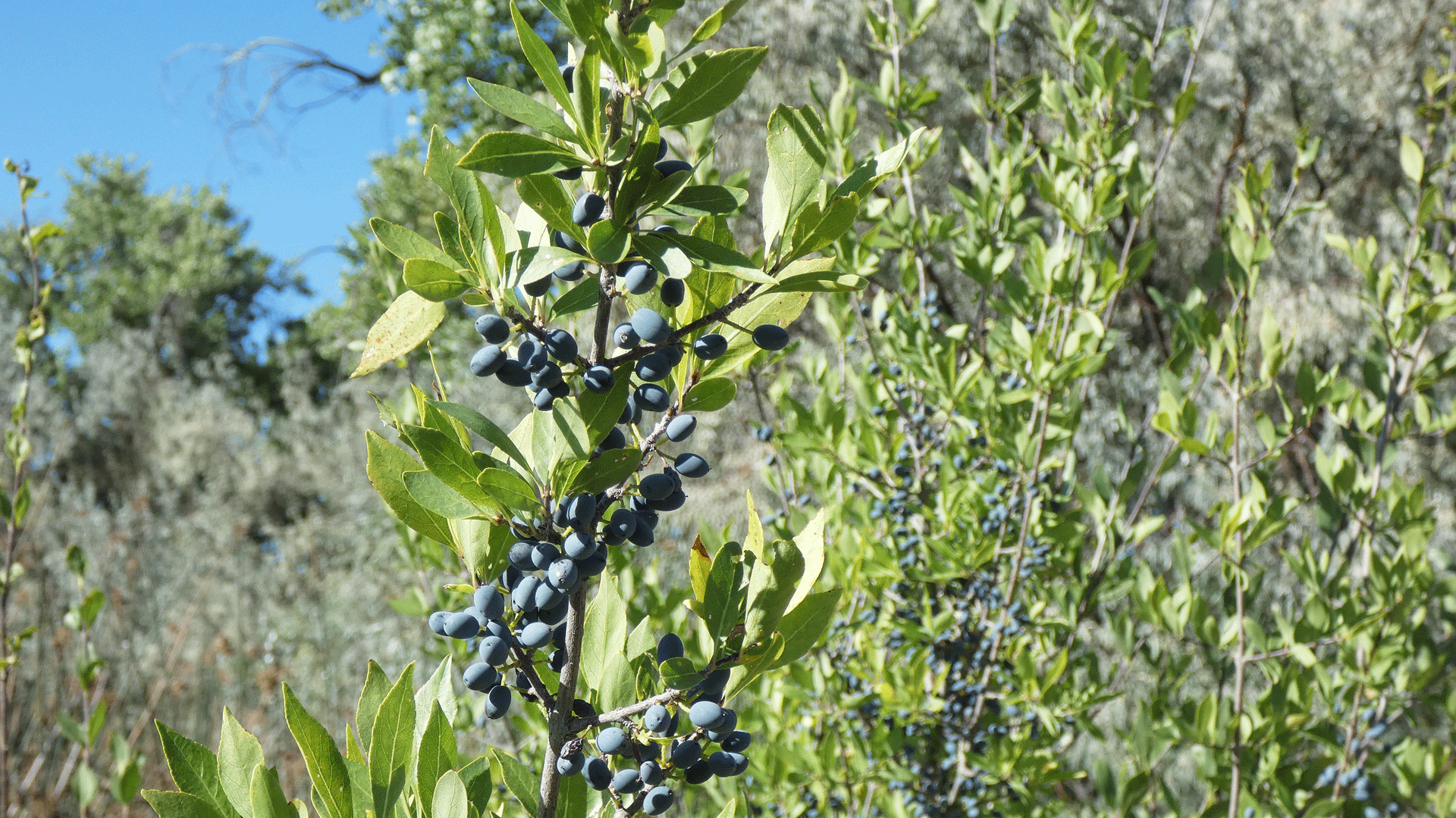 Fruit, Rio Grande Bosque, Albuquerque, August 2020