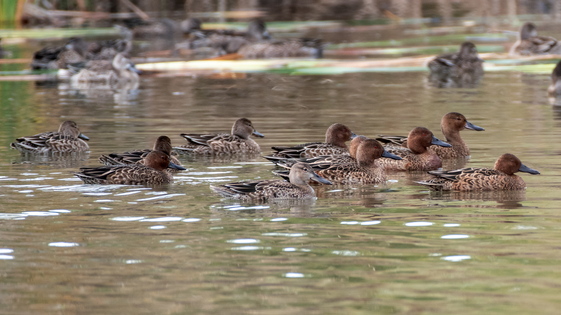 Nonbreeding, Rio Grande Bosque, Albuquerque, October 2023