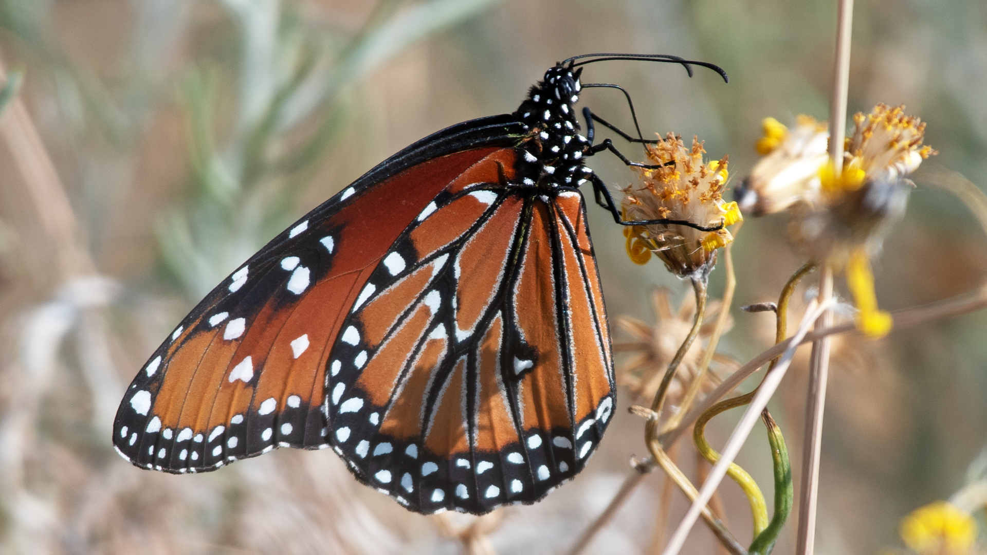 Male on aster family flower, Albuquerque, August 2024