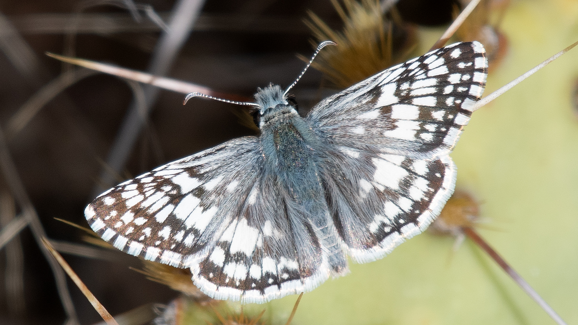 Male, Sandia Mountains south foothills, April 2026