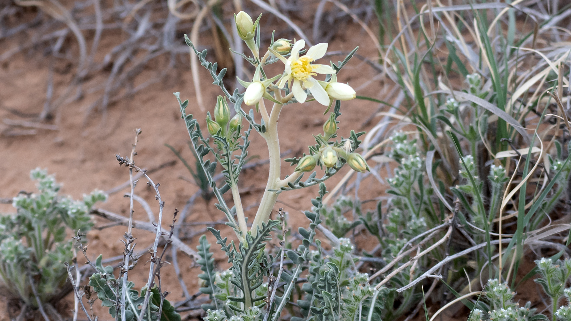 Plant, Mesa del Sol, April 2026