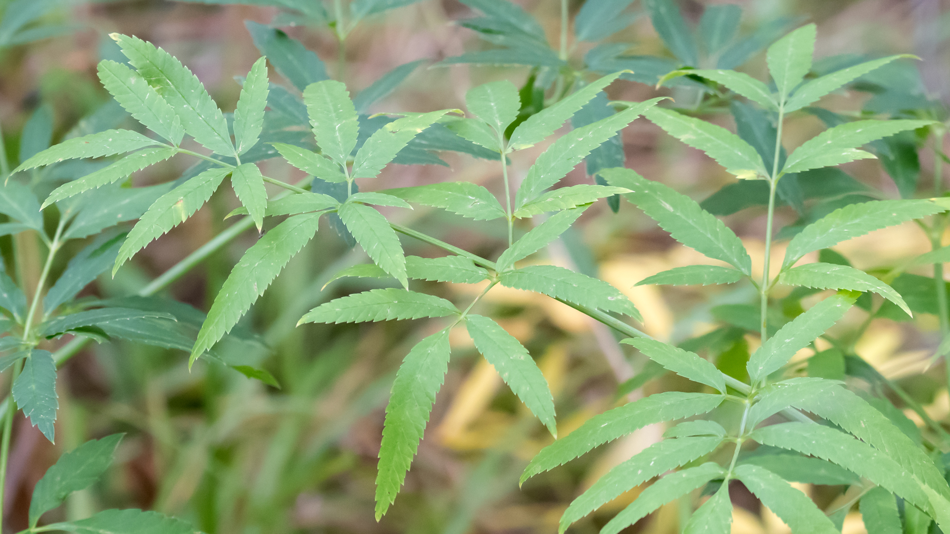 Leaves, Carlito Springs, October 2025
