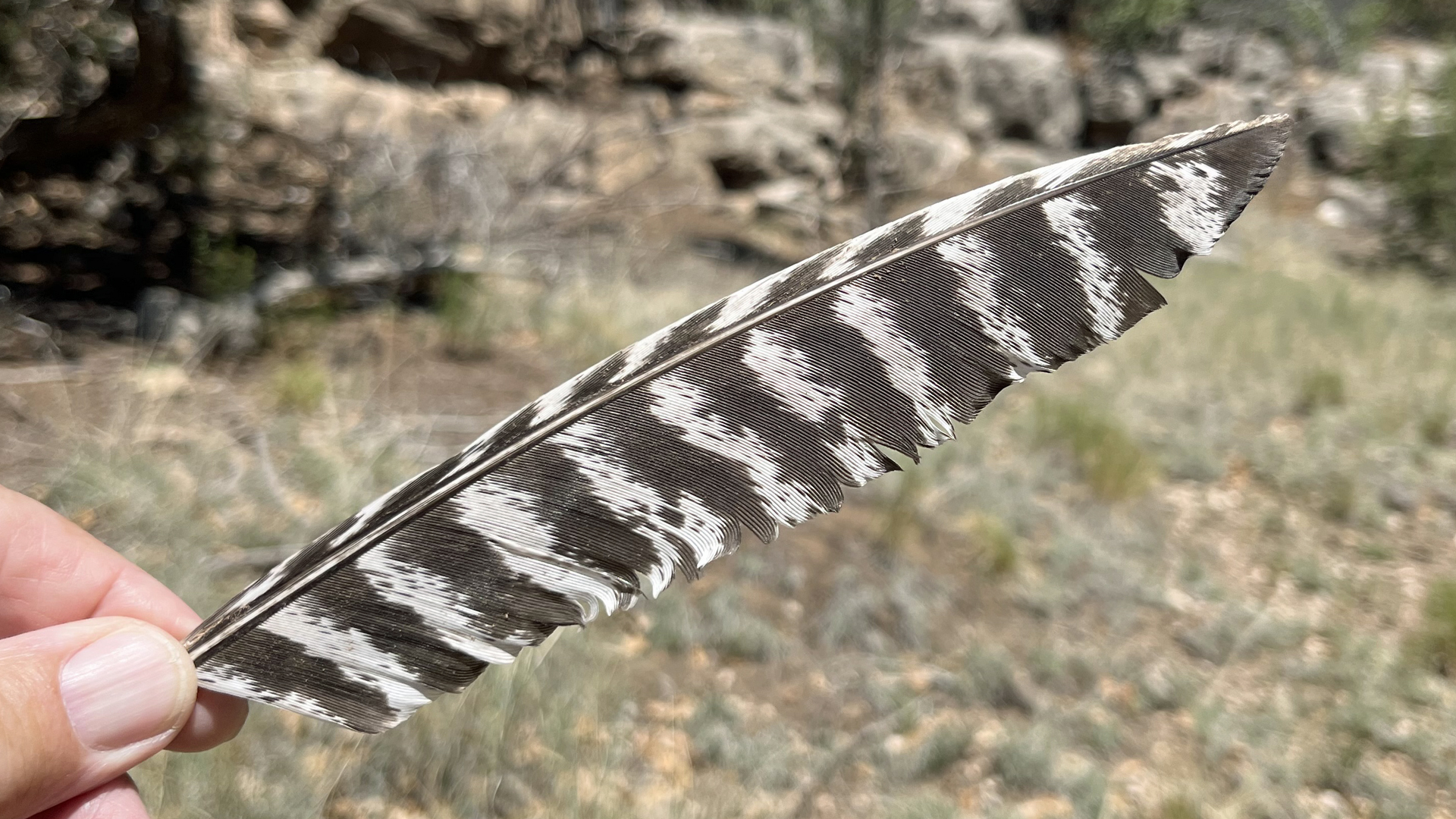 Wing feather, Manzanita Mountains, June 2026