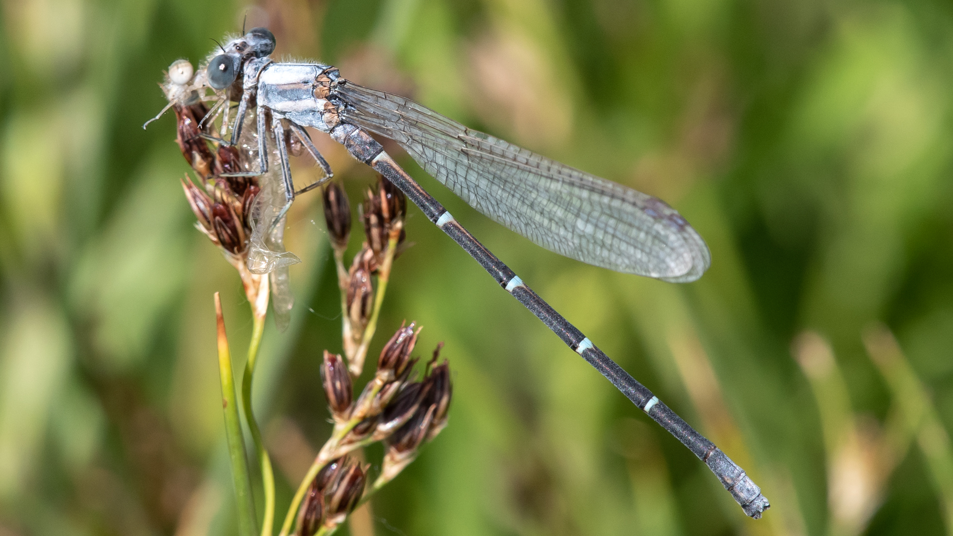 Male, Isleta Lakes, June 2023