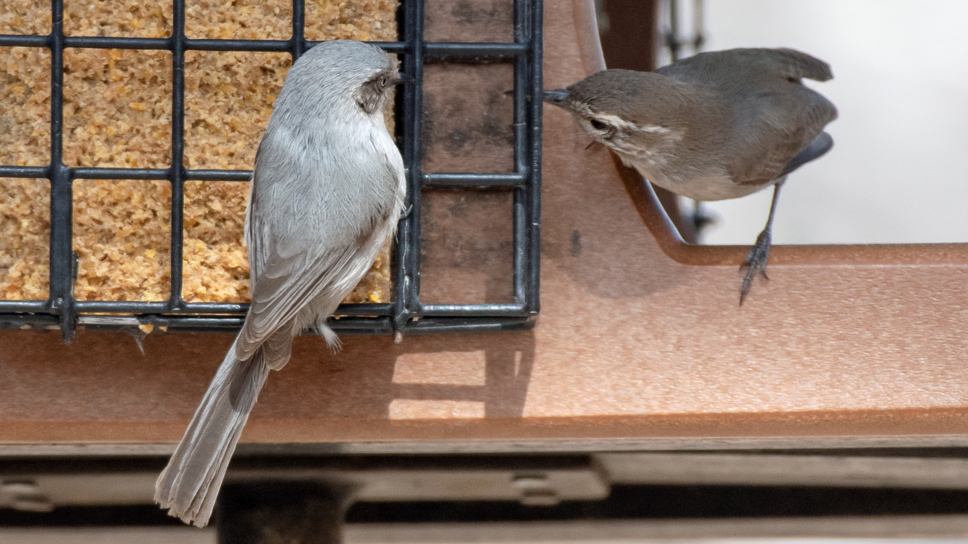 Female and Bewick's wren, Rio Grande Nature Center, March 2023