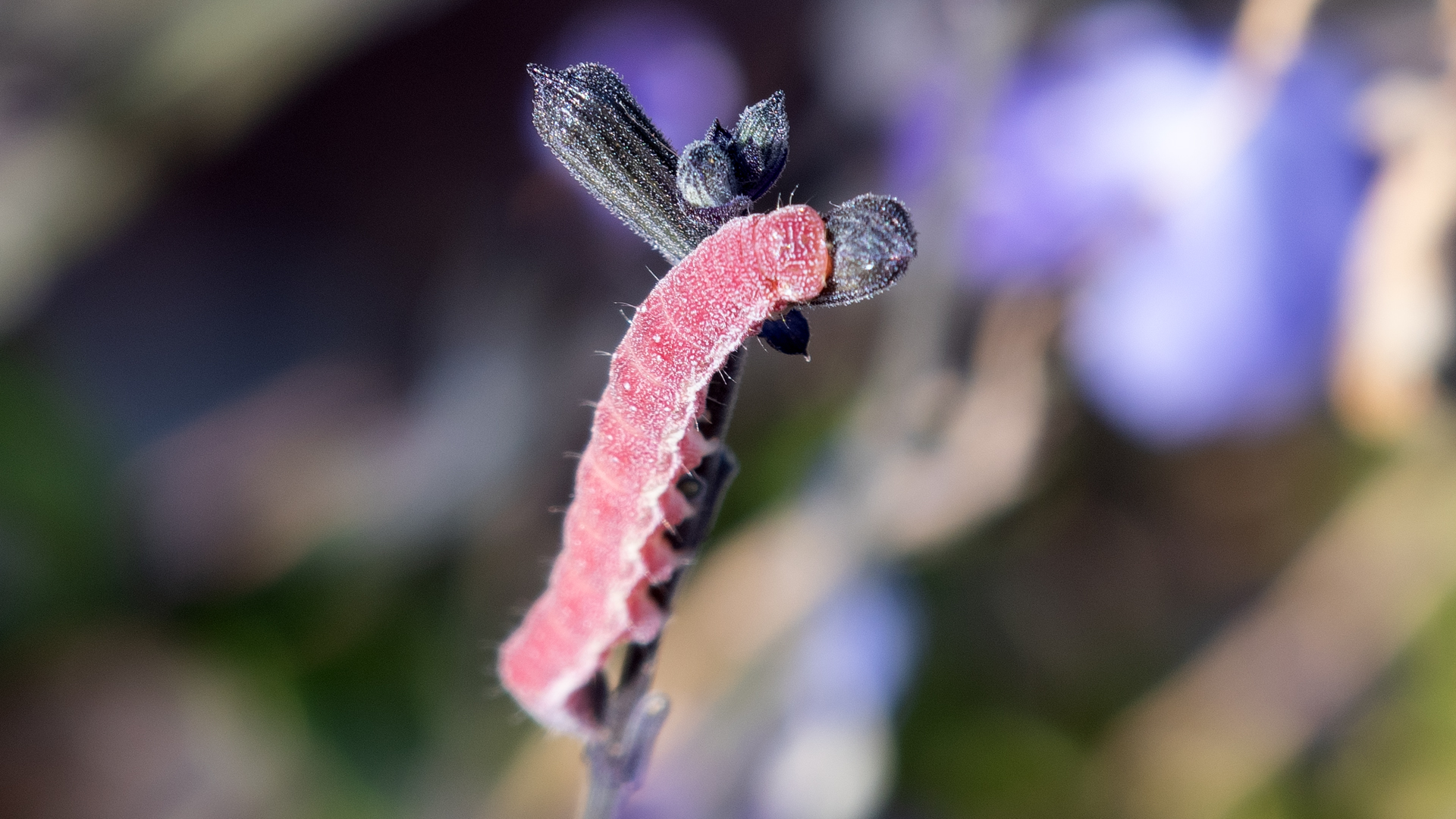 On Salvia microphylla, Albuquerque, November 2025