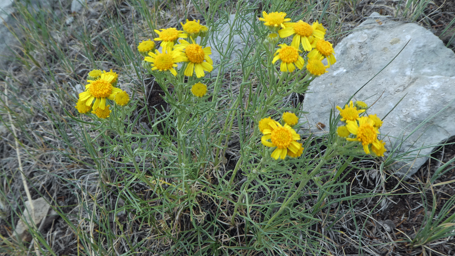 Upper Sandia Mountains, July 2019