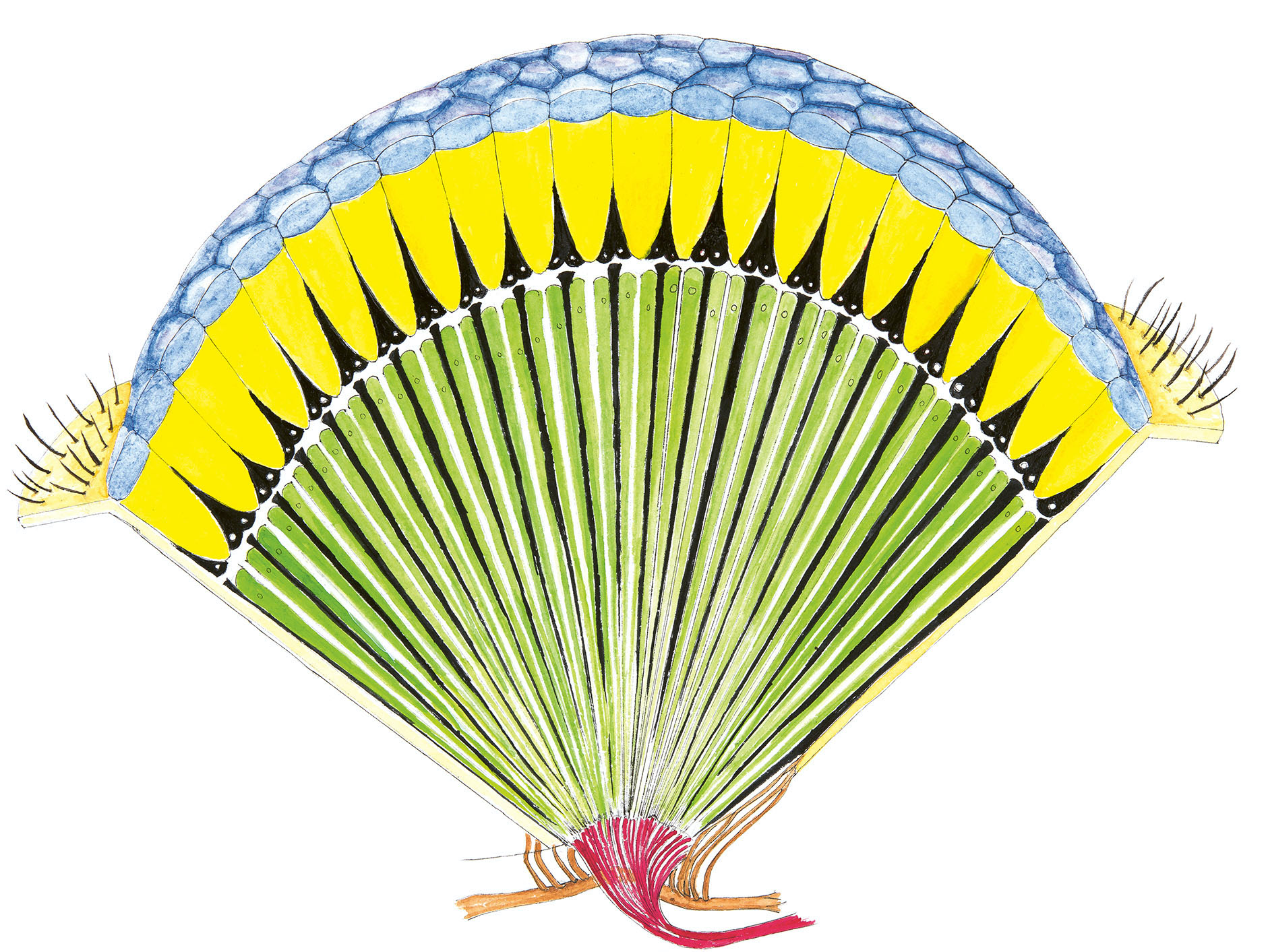 Schmetterlinge im Kopf - atlant Wissenschaftskommunikation