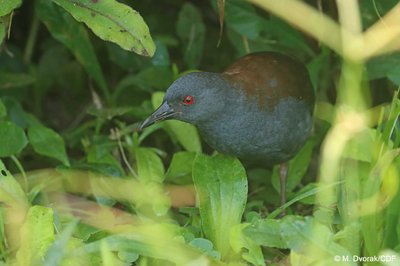 The Galápagos rail, thought to be extinct, has been rediscovered on Floreana