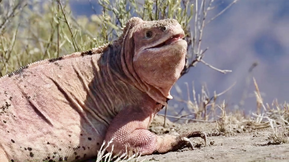 Assurer la survie à long terme de l’iguane terrestre rose