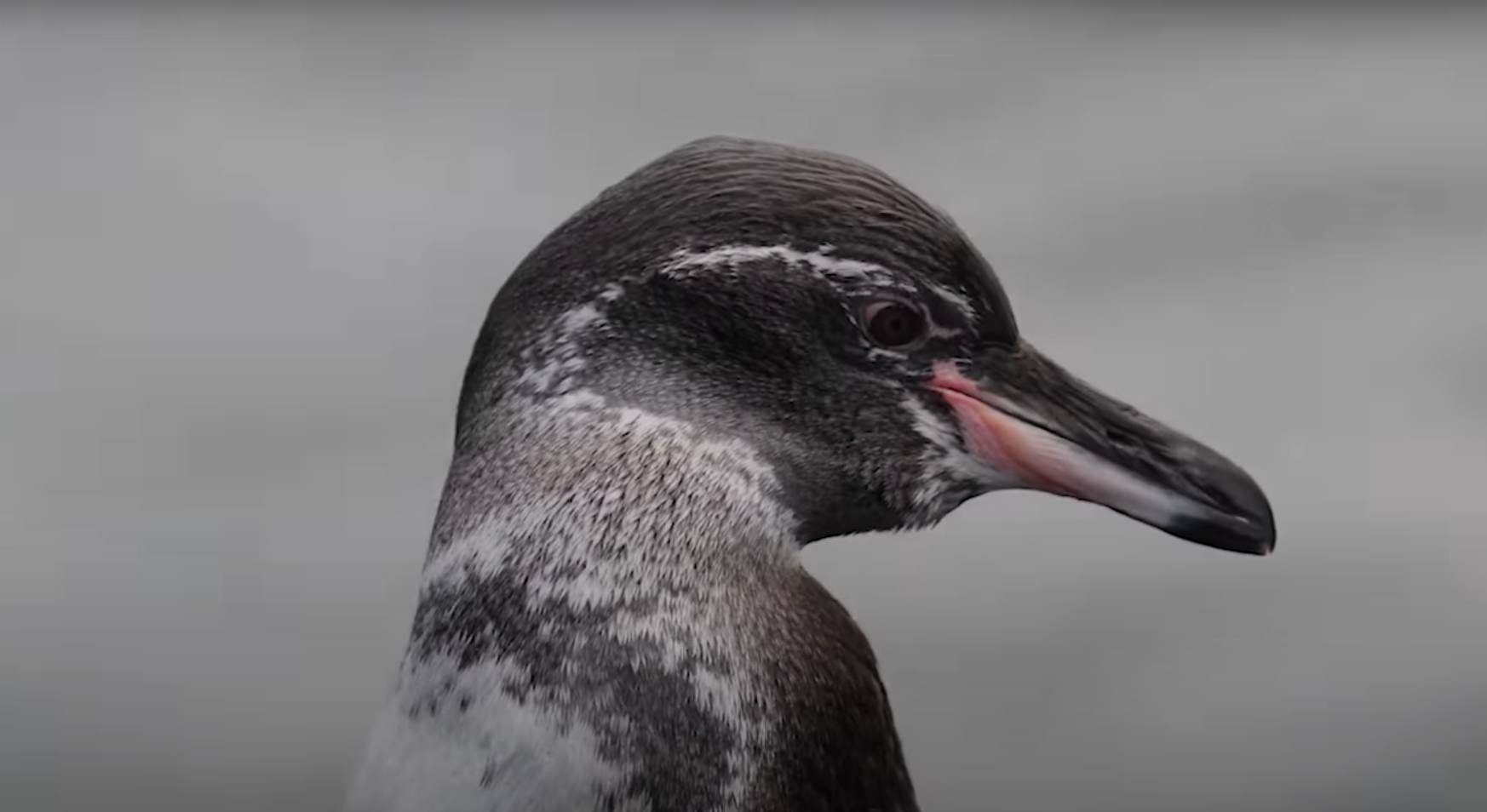 Census and Health Analysis of Galapagos Seabirds