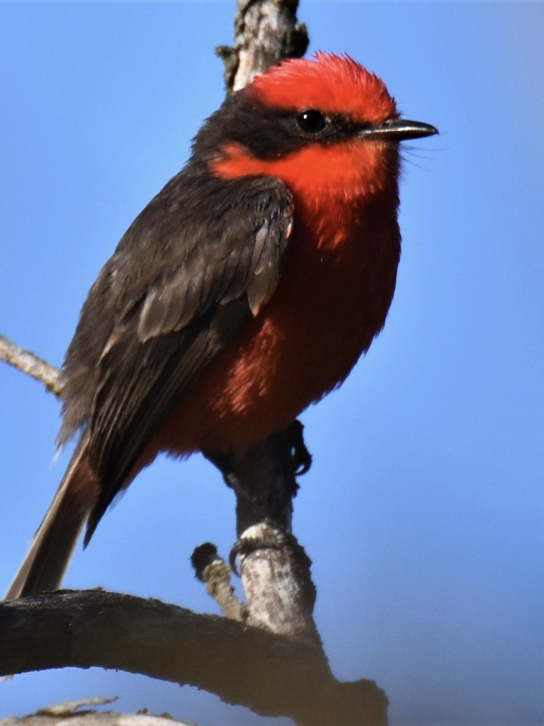 A new DNA study reshapes our understanding of the  Galápagos Vermilion Flycatcher