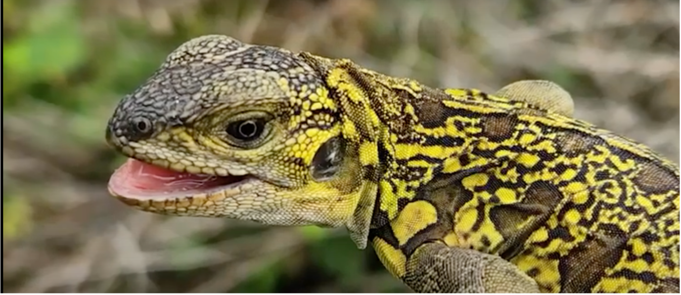 First pictures of young pink iguanas