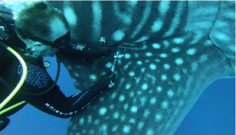 Dr. Alistair Dove taking a blood sample from a pectoral fin. Photo©Simon J. Pierce