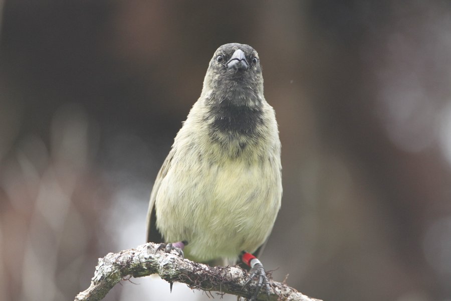 Sensation in the Galápagos: A New Darwin’s Finch Species Discovered!