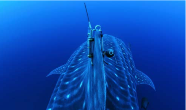 miniPAT and SPOT6 transmitters attached to the dorsal fin with a clip ©Simon J. Pierce 2019