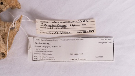Label on the tortoise skull in the CDF's natural historic collection.