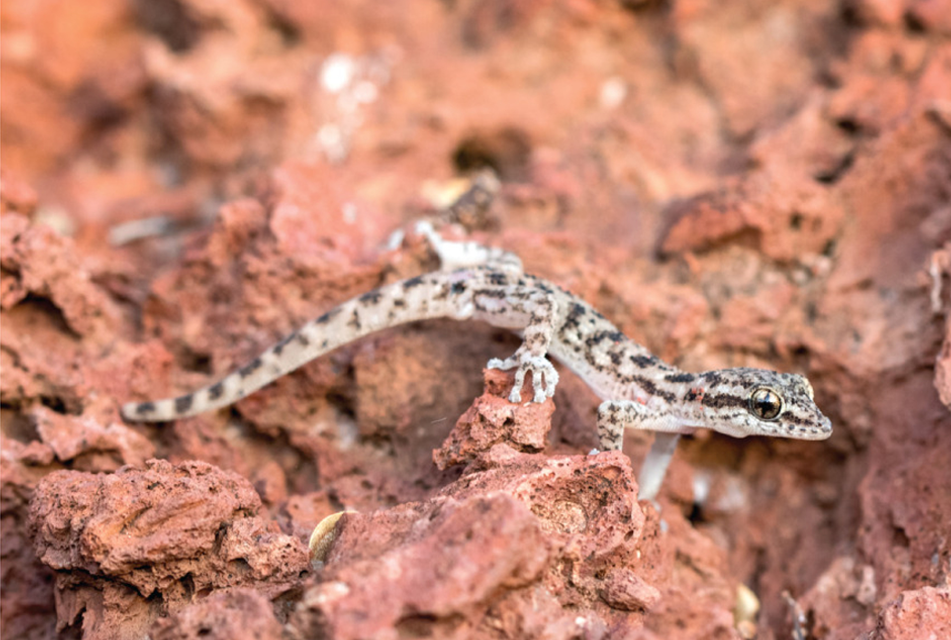 Ein Gecko kehrt zurück: Überraschende Wiederentdeckung auf den Galápagos-Inseln