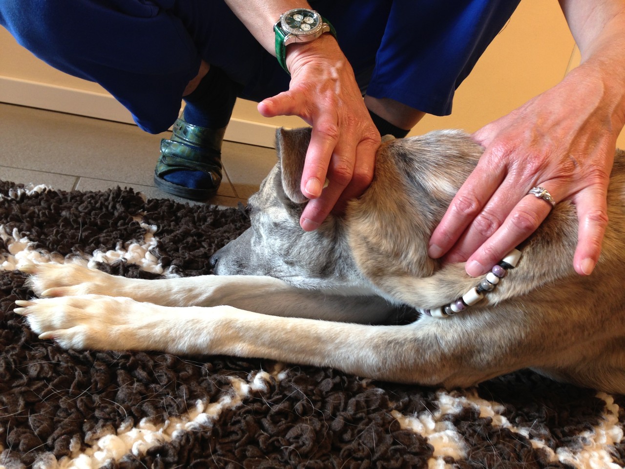 Ohne Vorwarnung Hat Der Hund Gebissen Bei Eva Zaugg