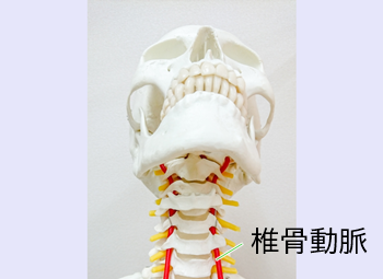 首こりの影響が椎骨動脈を圧迫する